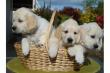 Traumhaft süße Golden Retriever Welpen